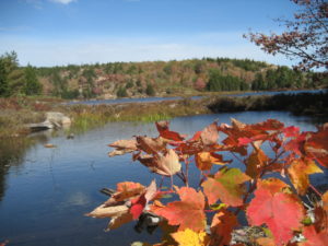 Autumn in Acadia National Park